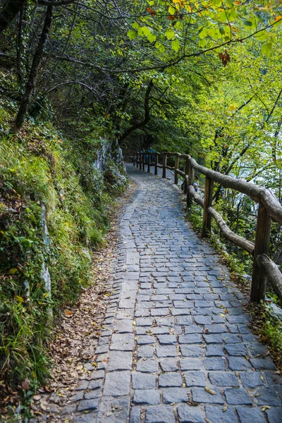 Forêt Chemin Chaussée Route — Photo