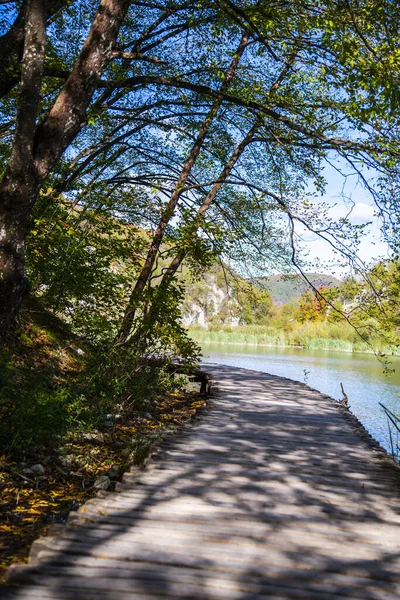 Дерев Яна Доріжка Лісі Озером — стокове фото