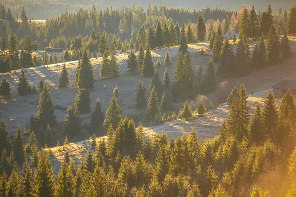 pine trees on hills in nature, aerial view