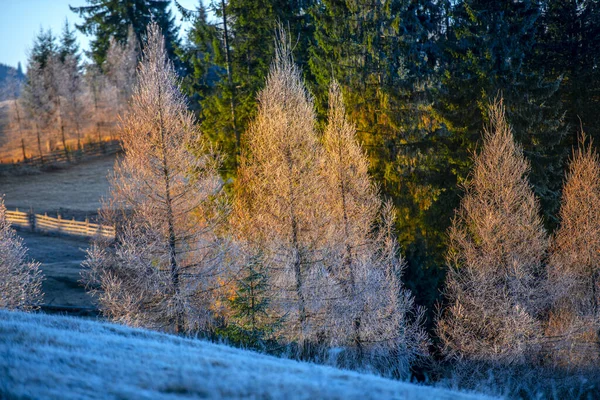 Peisaj Muntos Frumos Copaci — Fotografie, imagine de stoc