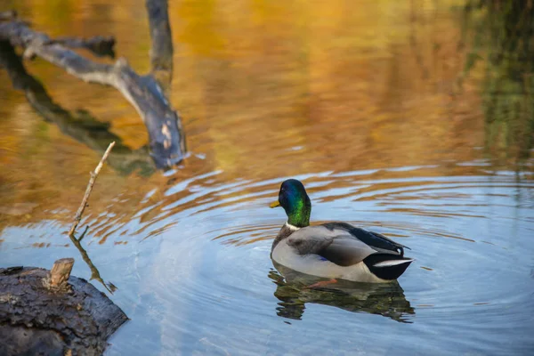 Pássaro Pato Água Lago — Fotografia de Stock