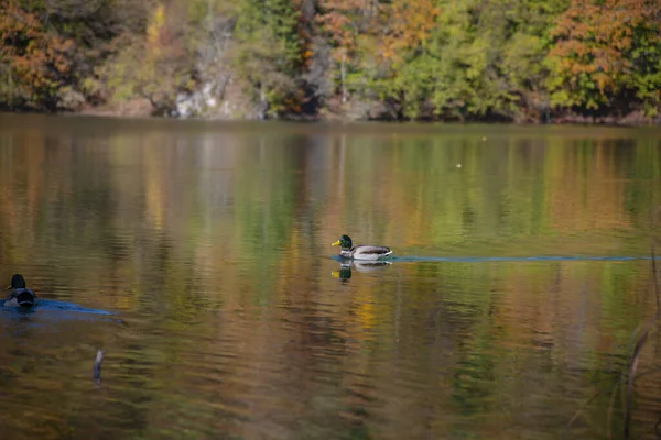 Enten Schwimmen Wasser Vögel See Wald Mit Bäumen — Stockfoto