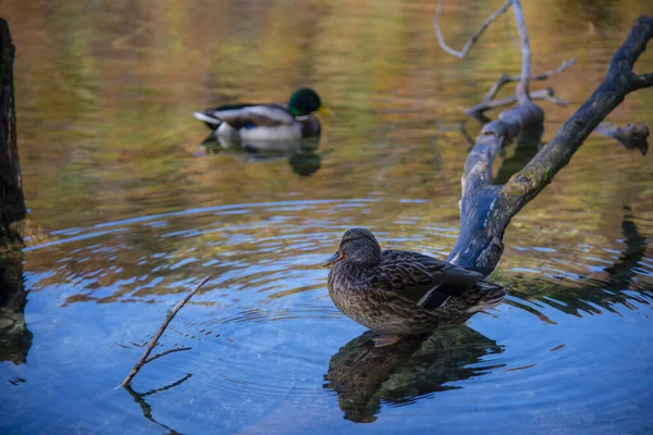 鸭子在水里游动 鸟儿在湖中抱着树干 — 图库照片