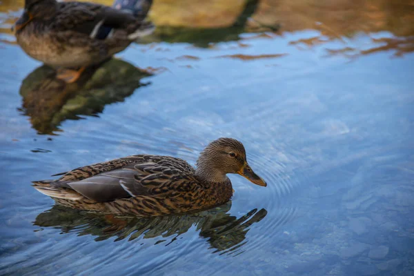 鸭子在水里游泳 鸟儿在湖中 — 图库照片