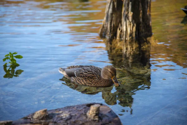 湖の中のアヒルの鳥 — ストック写真