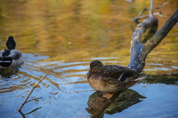 Kachny Plavání Vodě Ptáci Jezeře Kmenem Stromu — Stock fotografie