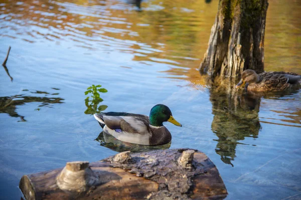 鸭子在水里游动 鸟儿在湖中抱着树干 — 图库照片