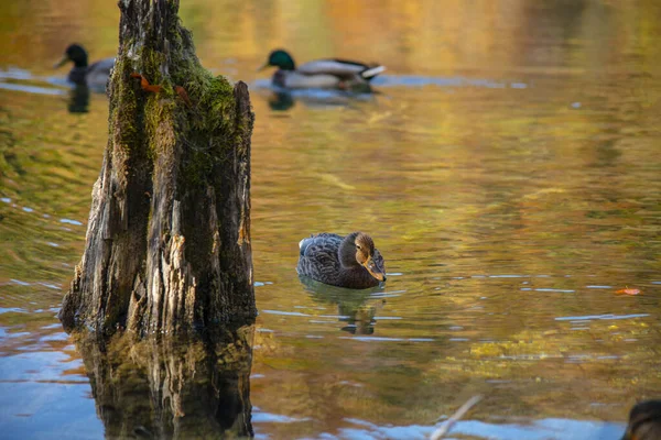 Enten Schwimmen Wasser Vögel See Mit Baumstamm — Stockfoto