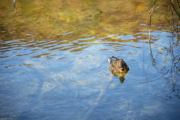 Canard Oiseau Dans Eau Étang — Photo