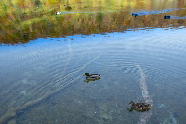 Ducks Swimming Water Birds Lake — Stock Photo, Image