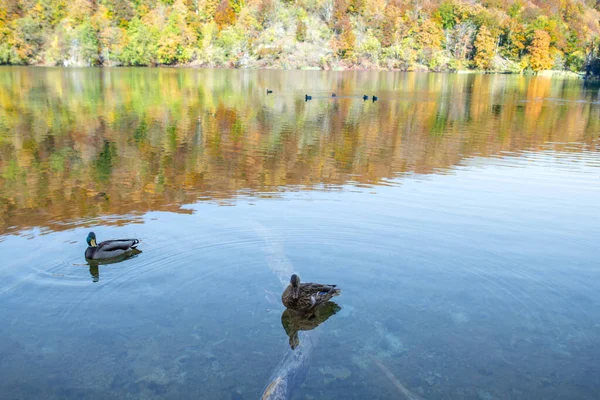 Enten Schwimmen Wasser Vögel See — Stockfoto