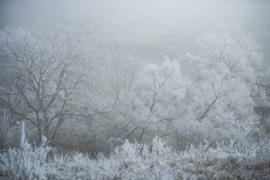 Dalları olan beyaz donmuş ağaçlar, soğuk kış kırsalları