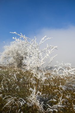 Dalları olan beyaz donmuş ağaçlar, soğuk kış kırsalları