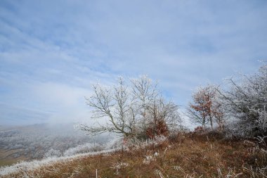 Buzlu bitkilerle dolu kırsal alan 