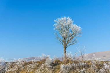Kışın kırsal alanda donuk bir ağaç ve mavi gökyüzü 