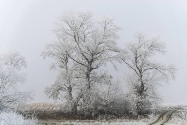 donmuş beyaz ağaçlar, kış ayazı