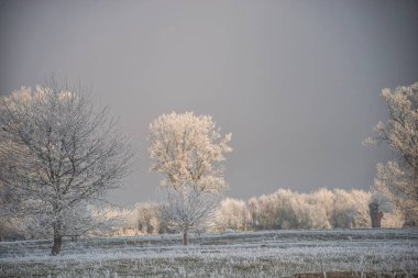 donmuş beyaz ağaçlar, kış ayazı