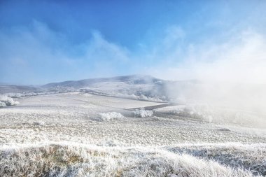 Donmuş bitkiler, huzur dolu bir deniz ayazı manzarada 