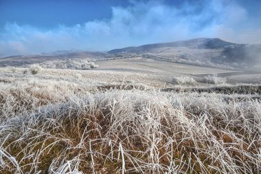Donmuş bitkiler, huzur dolu bir deniz ayazı manzarada 
