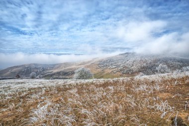 Donmuş bitkiler, huzur dolu bir deniz ayazı manzarada 