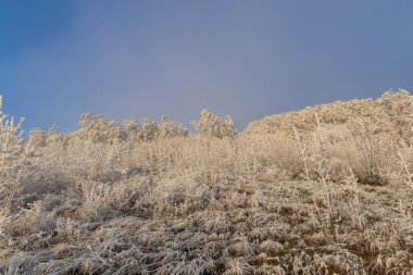 Donmuş bitkiler, huzur dolu bir deniz ayazı manzarada 