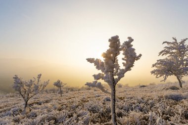 Buz tutmuş bitkiler, soğuk kış soğuğu