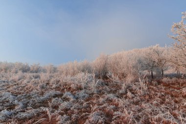 Buz tutmuş bitkiler, soğuk kış soğuğu