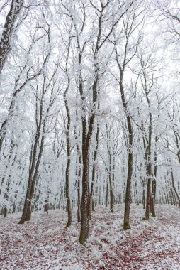 donmuş kar ormandaki ağaçları, kışı 