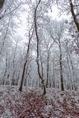 donmuş kar ormandaki ağaçları, kışı 