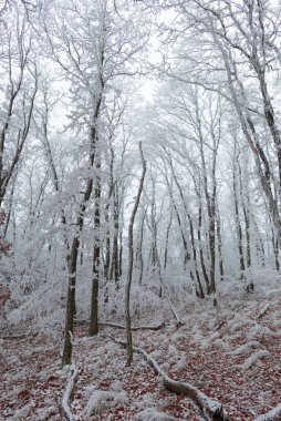 donmuş kar ormandaki ağaçları, kışı 