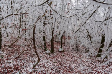 donmuş kar ormandaki ağaçları, kışı 