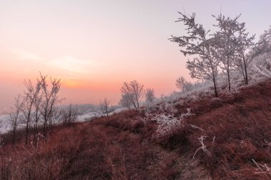 Soğuk kış kırsalları, donmuş ağaçlar, bitkiler ve gün batımı.