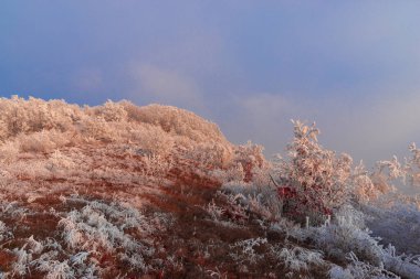 Kış kırsalında donuk ağaçlar, günbatımı ışığı