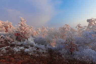 Kış kırsalında donuk ağaçlar, günbatımı ışığı