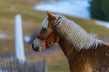 Kahverengi atın yakın görüntüsü 