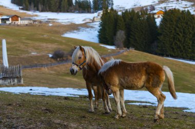 Kahverengi evcil atlar tarlalarda, karla kaplı topraklar.