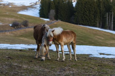 Kahverengi evcil atlar tarlalarda, karla kaplı topraklar.