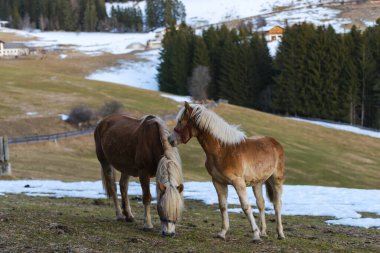 Kahverengi evcil atlar tarlalarda, karla kaplı topraklar.