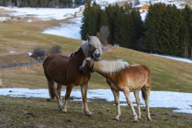 Kahverengi evcil atlar tarlalarda, karla kaplı topraklar.