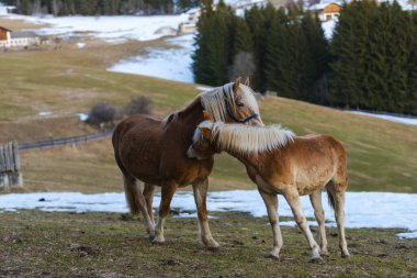 Kahverengi evcil atlar tarlalarda, karla kaplı topraklar.