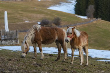 Kahverengi evcil atlar tarlalarda, karla kaplı topraklar.