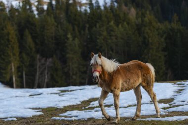 Kahverengi evcil at çiftlikte.