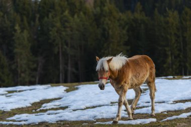 Kahverengi evcil at çiftlikte.