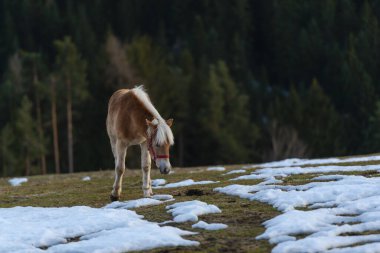 Kahverengi evcil at çiftlikte.