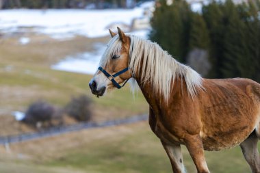 Kahverengi evcil atın dışarıdaki manzarasını kapat. 