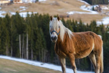 Kahverengi evcil at çiftlikte.