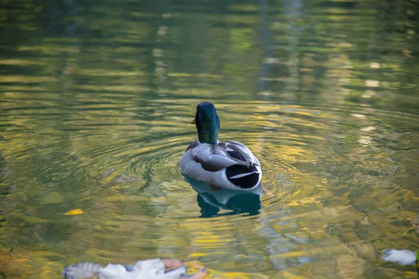 Entenvogel Teichwasser — Stockfoto