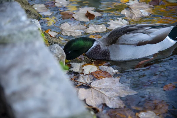 Kachní Pták Rybníkové Vodě — Stock fotografie