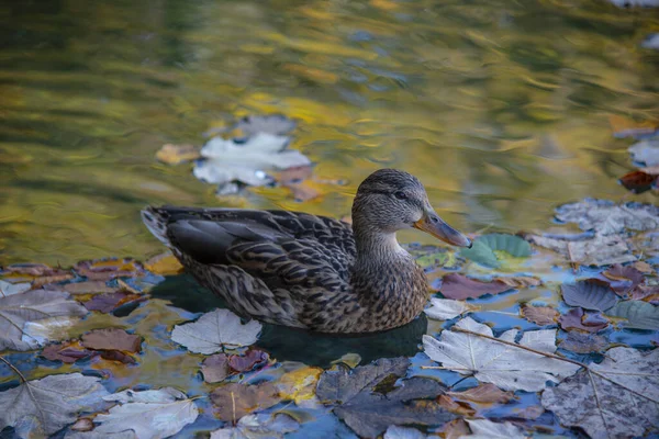 Pássaro Pato Água Lagoa — Fotografia de Stock