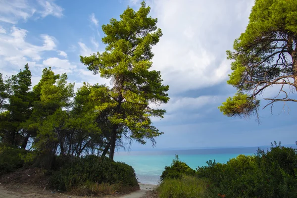 Nature Saison Estivale Vue Sur Mer — Photo